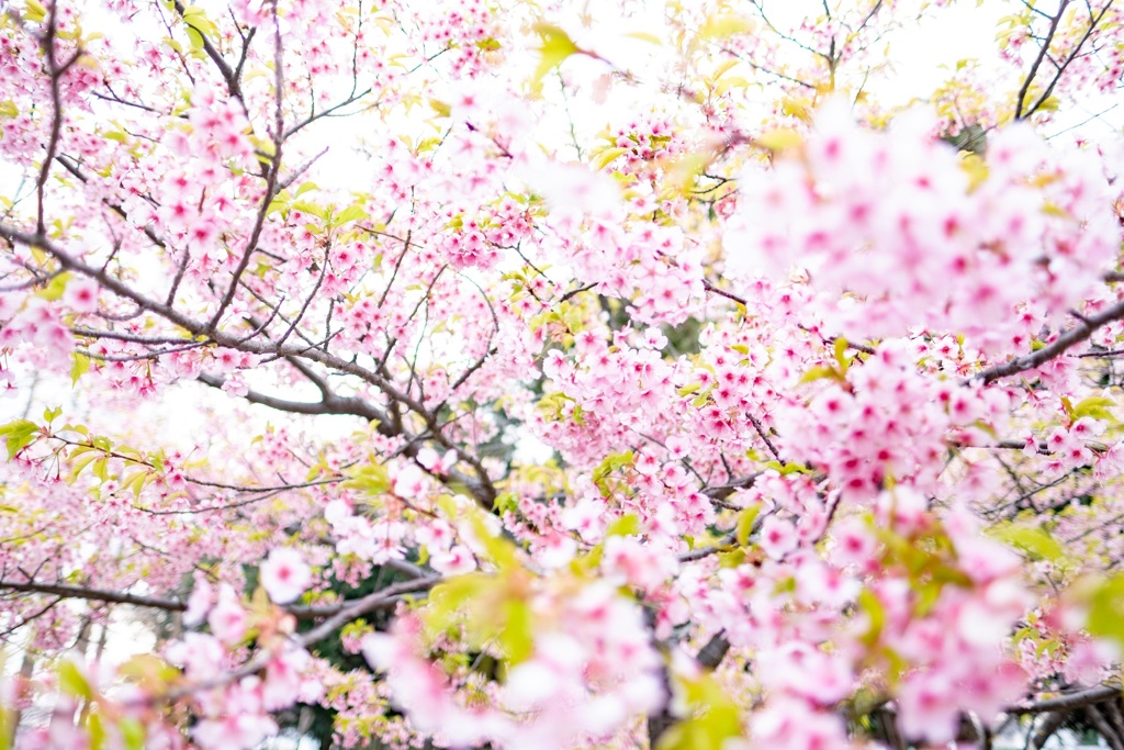 河津桜