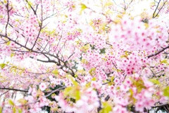 河津桜