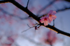 春が来た。15