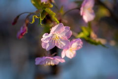 今日の花2