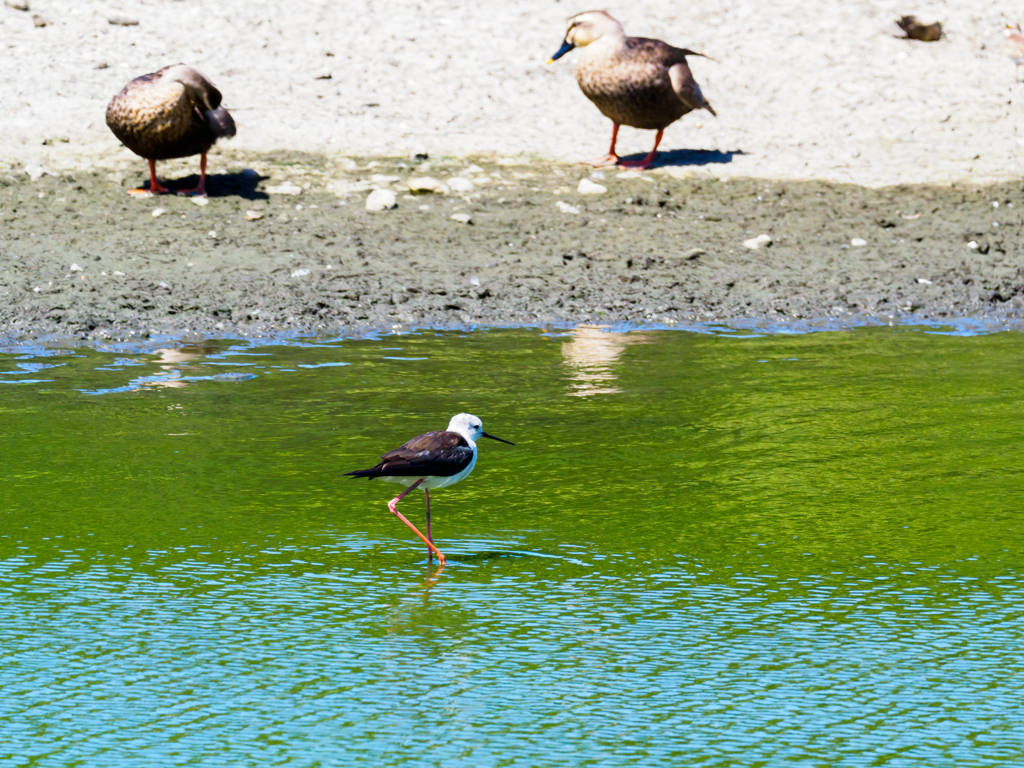 鳥の楽園〜8