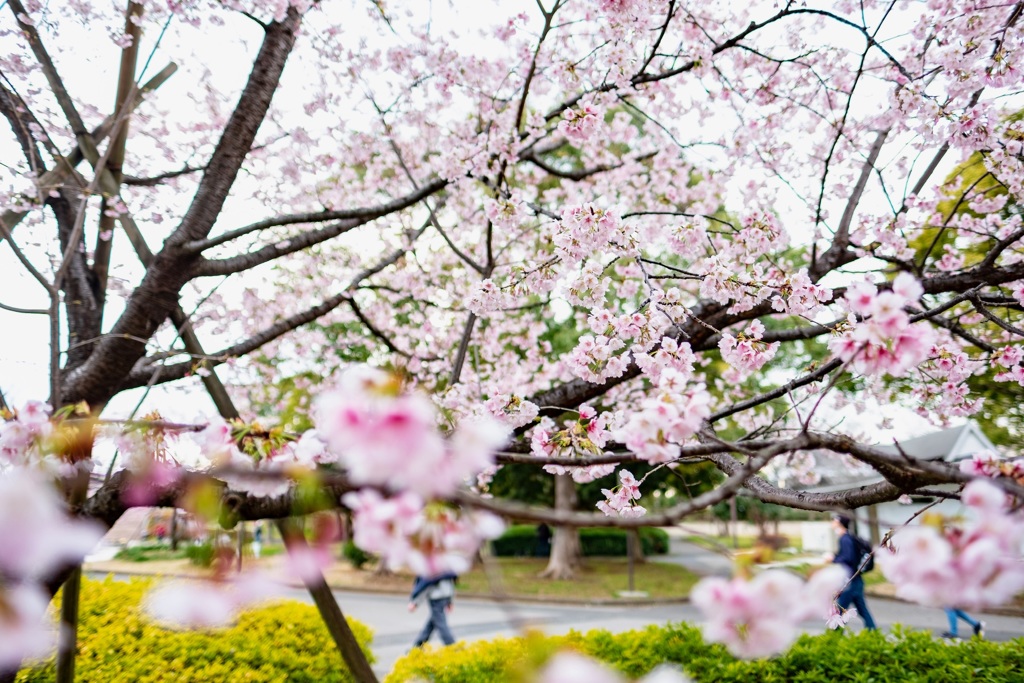 河津桜