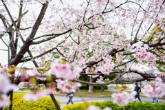 河津桜