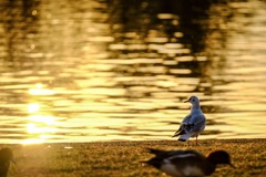 三郷公園にて7