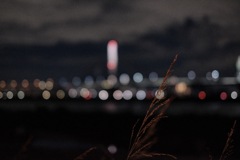 冬の散歩道1