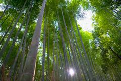 京都嵐山2