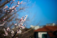 春の花〜横浜散歩2