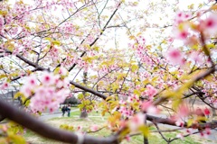 河津桜