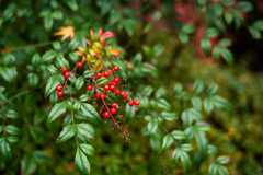 冬の鎌倉、散歩道。〜9