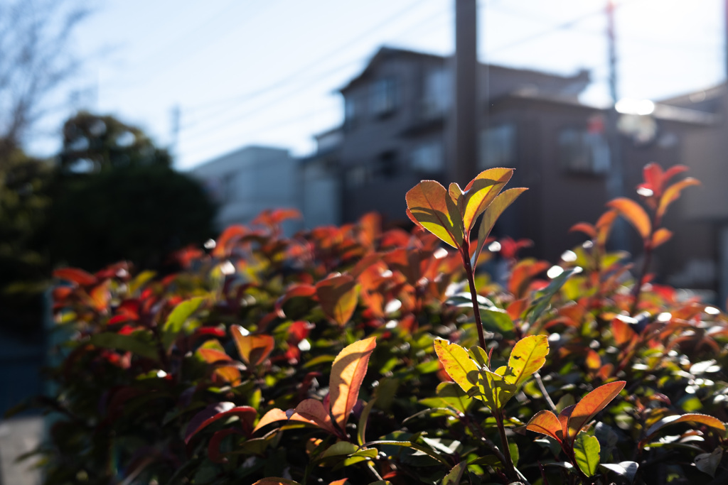 今日の散歩〜1