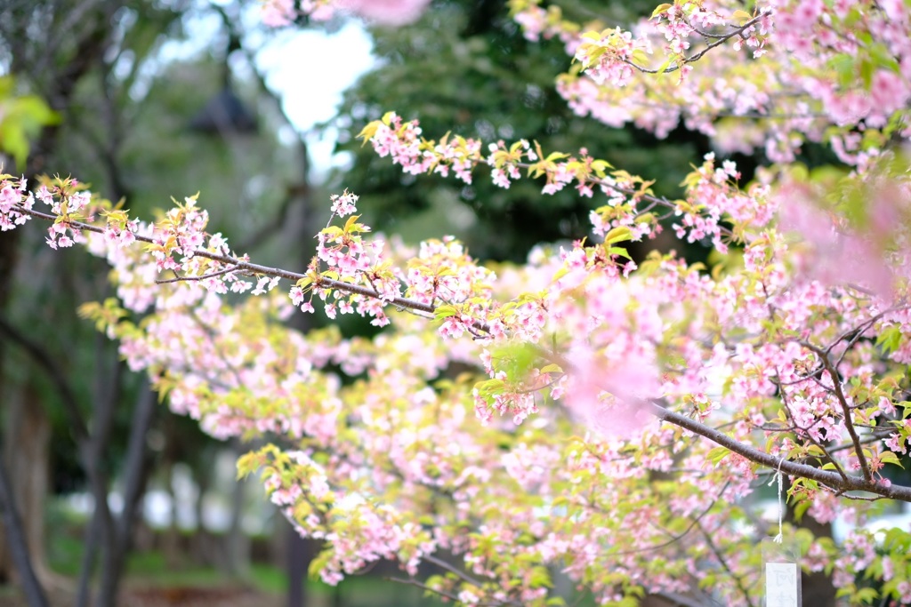 河津桜