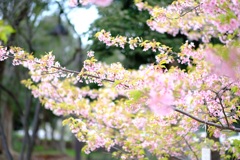 河津桜