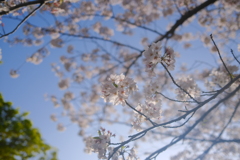 春爛漫〜3