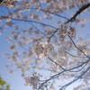 春爛漫〜3