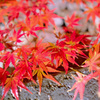 鎌倉より〜秋の風景-8