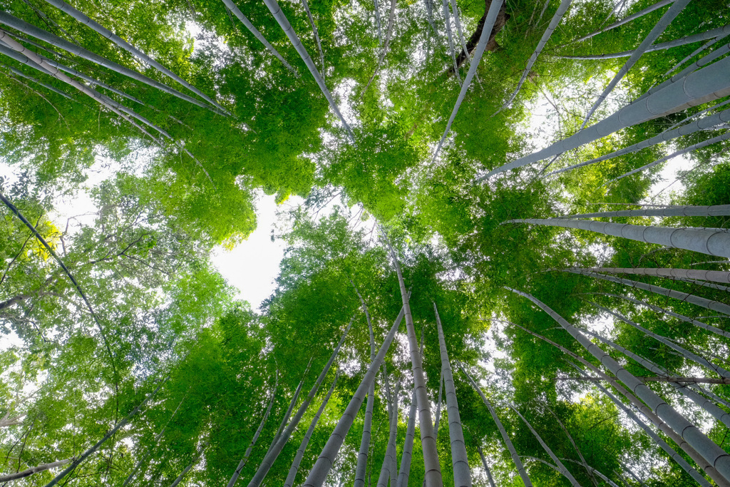 京都嵐山1