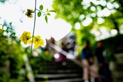 鎌倉散歩8