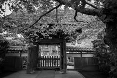鎌倉散歩30