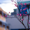Plum blossom
