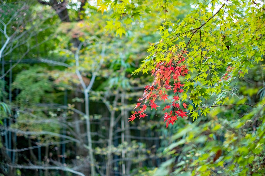 山の中の紅葉