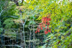 山の中の紅葉