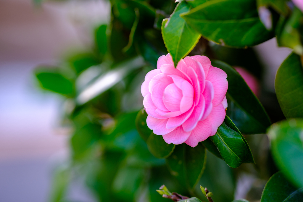 道に咲く花