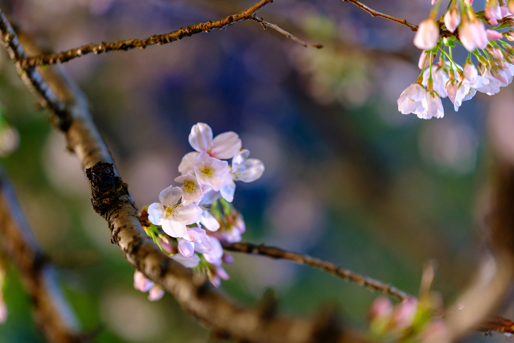 夜桜散歩〜1