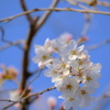 今日のサクラ〜5