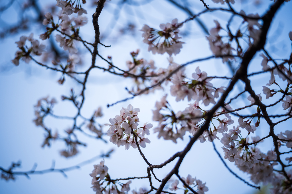 桜〜ソメイヨシノ1