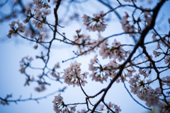 桜〜ソメイヨシノ1
