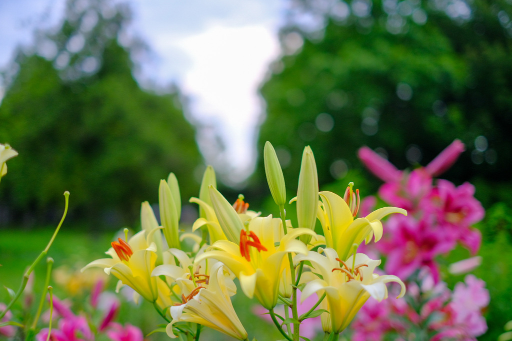 公園の花7
