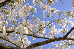 春爛漫〜2