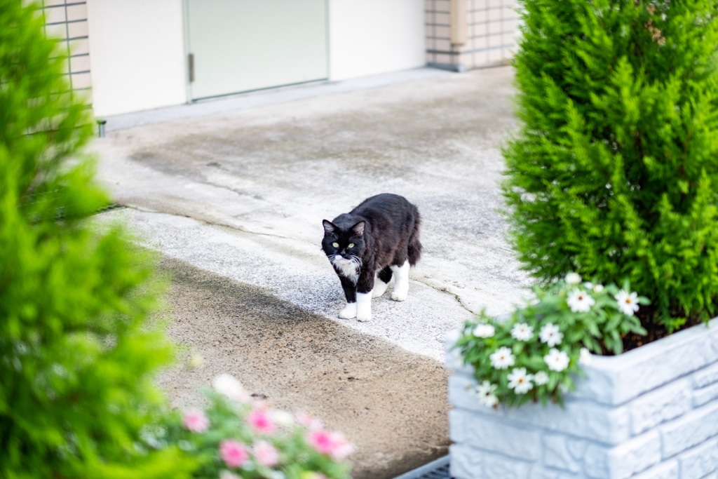 ボス猫太郎