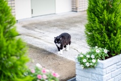 ボス猫太郎