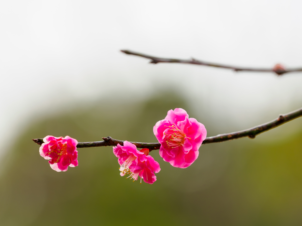 梅の花〜2