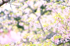 河津桜