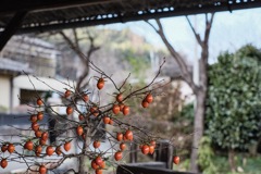 冬旅5