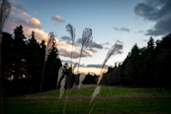 夕暮れの空き地