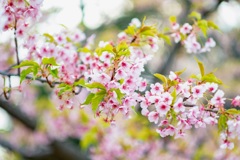 河津桜