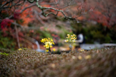 冬の鎌倉、散歩道。〜7