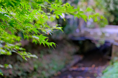 鎌倉より〜秋の風景-1