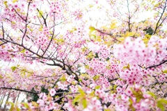 河津桜