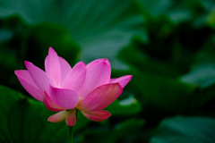 公園の花2