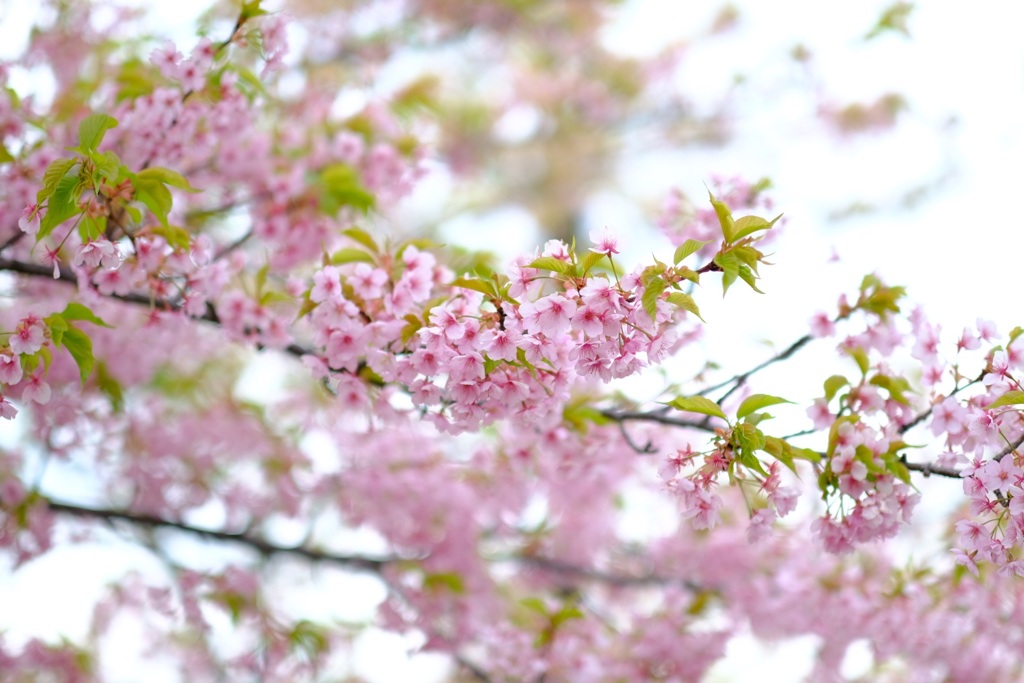 河津桜
