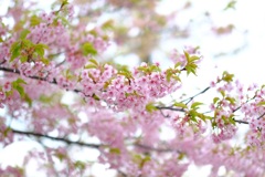 河津桜