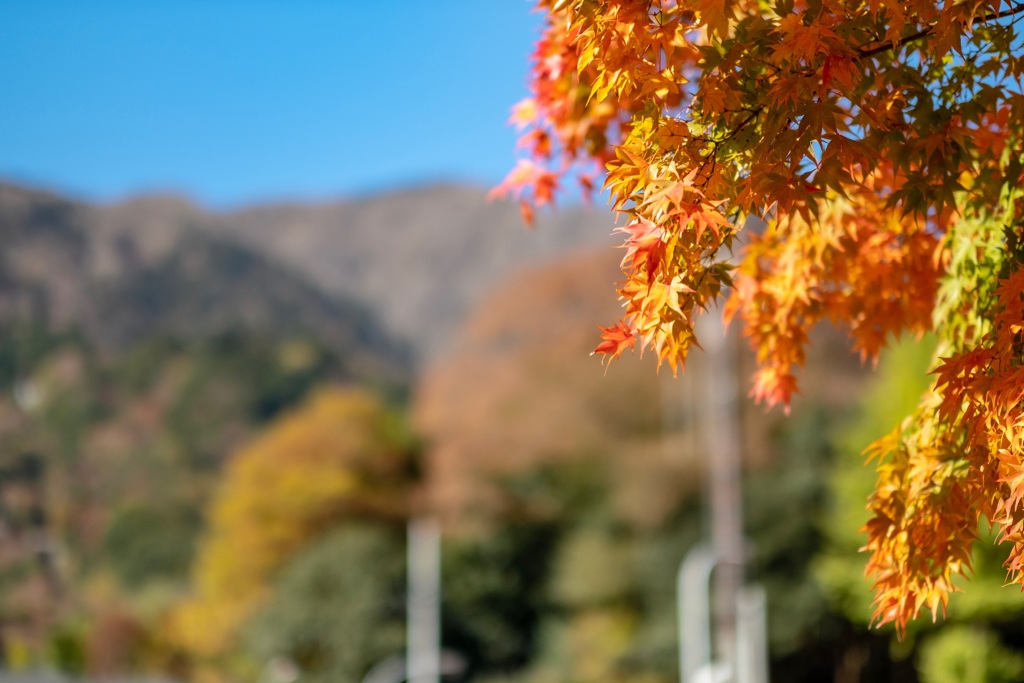 黄葉の花
