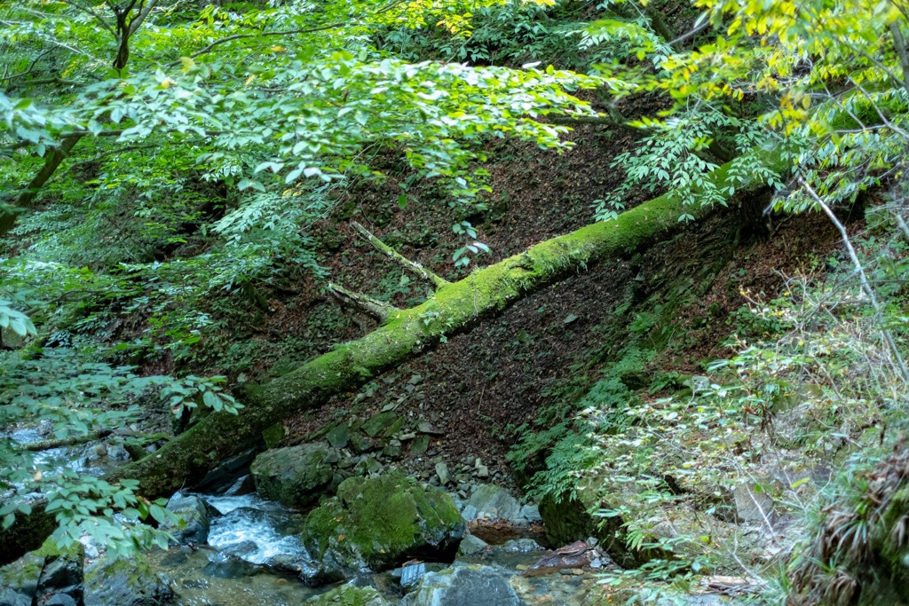 緑の木