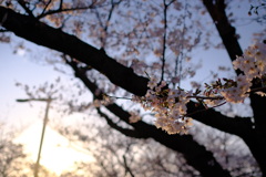 春が来た。12