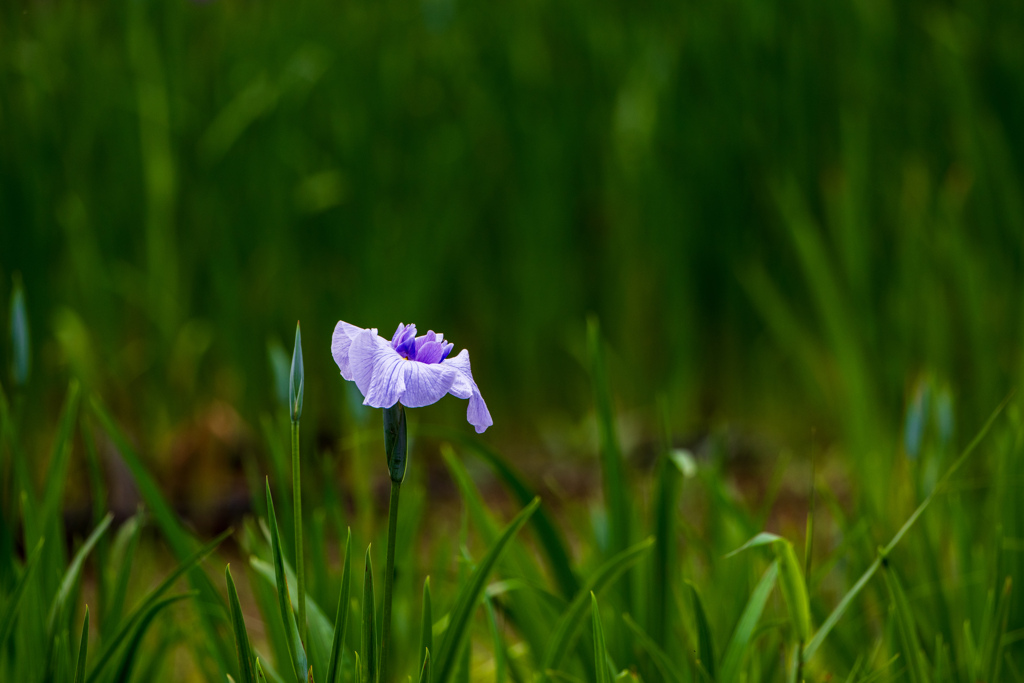 花菖蒲4