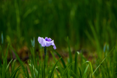 花菖蒲4